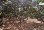 Finca rústica en venda a La Aldea de San Nicolás ref.: TR274635 foto