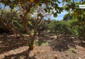 Finca rústica en venda a La Aldea de San Nicolás ref.: TR274635 foto
