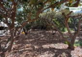 Finca rústica en venda a La Aldea de San Nicolás ref.: TR274635 foto