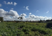 Sòl urbà en venda a Chiclana de la Frontera ref.: TR252255 foto