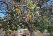 Finca rústica en venta en la España, Vilallonga del Camp, ref: TR210354 foto