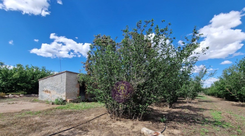 Tarragona - Vilallonga del Camp - 10000m2