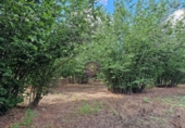 Finca rústica en venta en la España, Vilallonga del Camp, ref: TR210354 foto