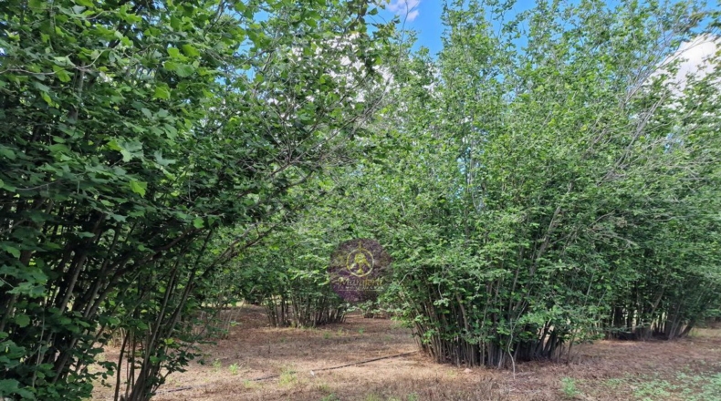Tarragona - Vilallonga del Camp - 10000m2