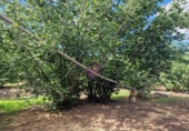 Finca rústica en venta en la España, Vilallonga del Camp, ref: TR210354 foto