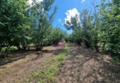 Finca rústica en venta en la España, Vilallonga del Camp, ref: TR210354 foto