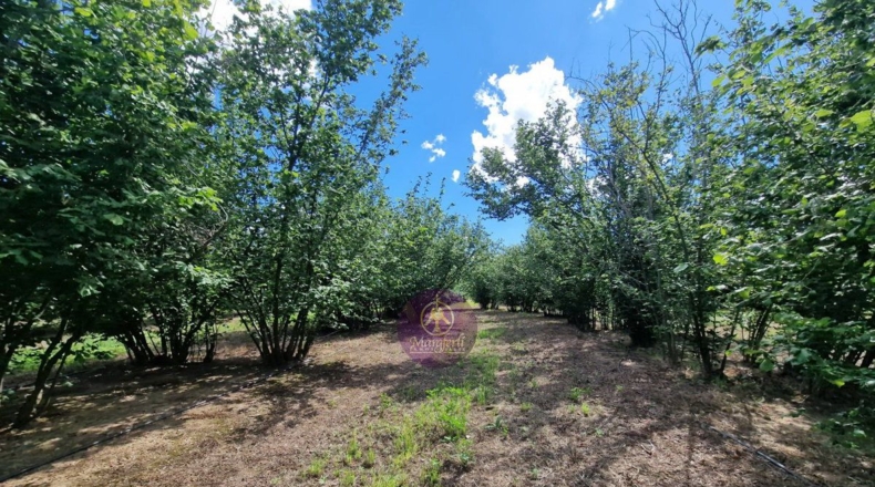 Tarragona - Vilallonga del Camp - 10000m2