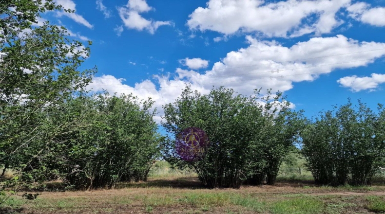 Tarragona - Vilallonga del Camp - 10000m2