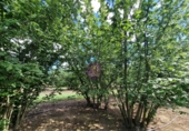 Finca rústica en venta en la España, Vilallonga del Camp, ref: TR210354 foto