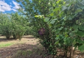 Finca rústica en venta en la España, Vilallonga del Camp, ref: TR210354 foto