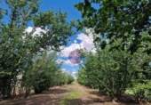 Finca rústica en venta en la España, Vilallonga del Camp, ref: TR210354 foto
