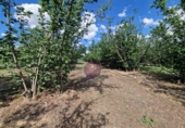 Finca rústica en venta en la España, Vilallonga del Camp, ref: TR210354 foto