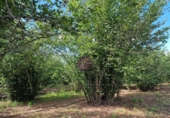 Finca rústica en venta en la España, Vilallonga del Camp, ref: TR210354 foto