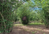 Finca rústica en venta en la España, Vilallonga del Camp, ref: TR210354 foto