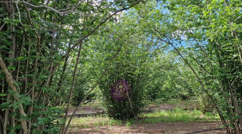 Tarragona - Vilallonga del Camp - 10000m2