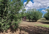 Finca rústica en venta en la España, Vilallonga del Camp, ref: TR210354 foto