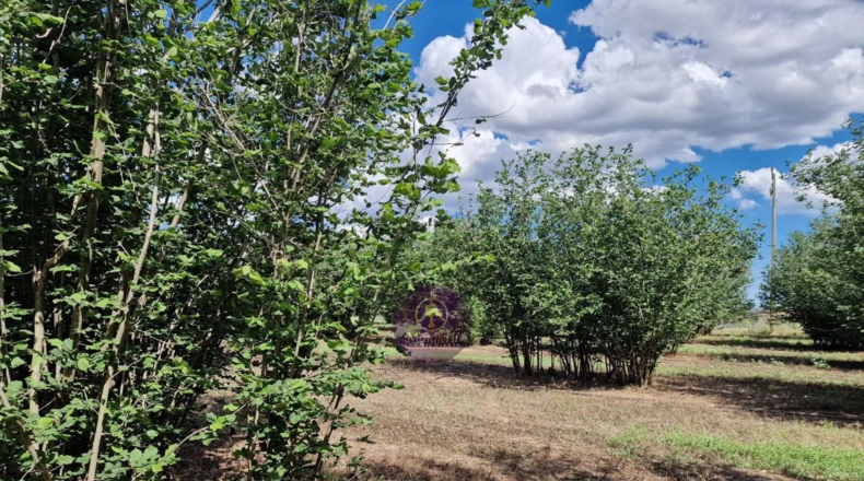 Tarragona - Vilallonga del Camp - 10000m2