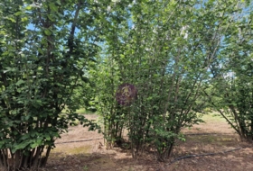Foto 19