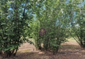 Finca rústica en venta en la España, Vilallonga del Camp, ref: TR210354 foto