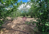 Finca rústica en venta en la España, Vilallonga del Camp, ref: TR210354 foto