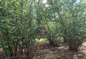 Finca rústica en venta en la España, Vilallonga del Camp, ref: TR210354 foto