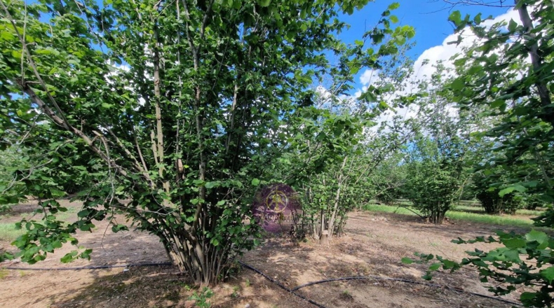 Tarragona - Vilallonga del Camp - 10000m2