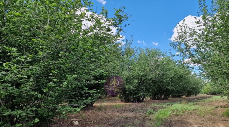 Tarragona - Vilallonga del Camp - 10000m2