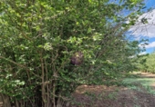 Finca rústica en venta en la España, Vilallonga del Camp, ref: TR210354 foto