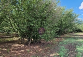 Finca rústica en venta en la España, Vilallonga del Camp, ref: TR210354 foto