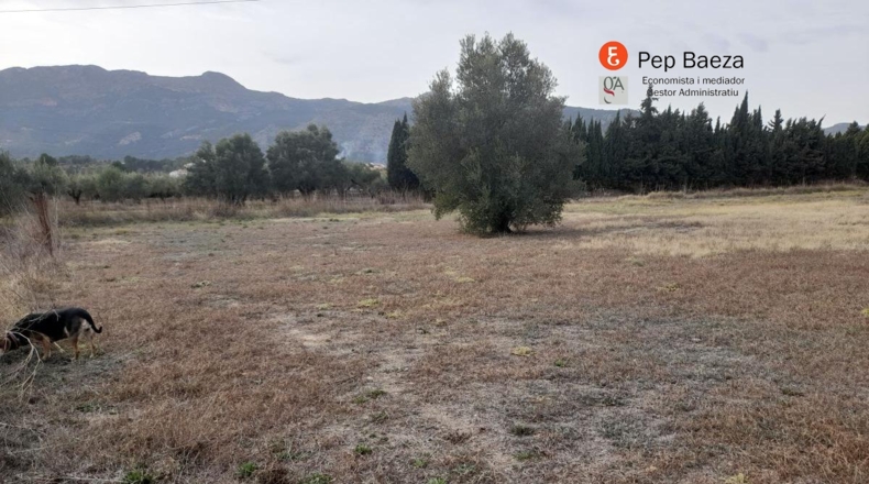 Alicante - Cela de Núñez - 2100m2