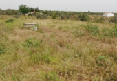 Terreny no urbanitzable en venda a Marchena ref.: TR53057 foto