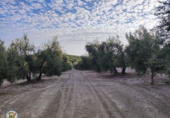 Non-developable land for sale in La Puebla de Cazalla ref: TR99377 photo