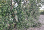 Non-developable land for sale in La Puebla de Cazalla ref: TR99377 photo