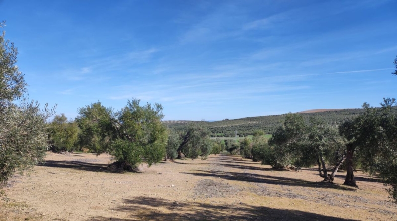 Sevilla - La Puebla de Cazalla - 5360m2
