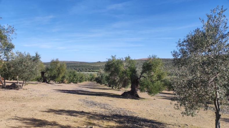 Sevilla - La Puebla de Cazalla - 5360m2