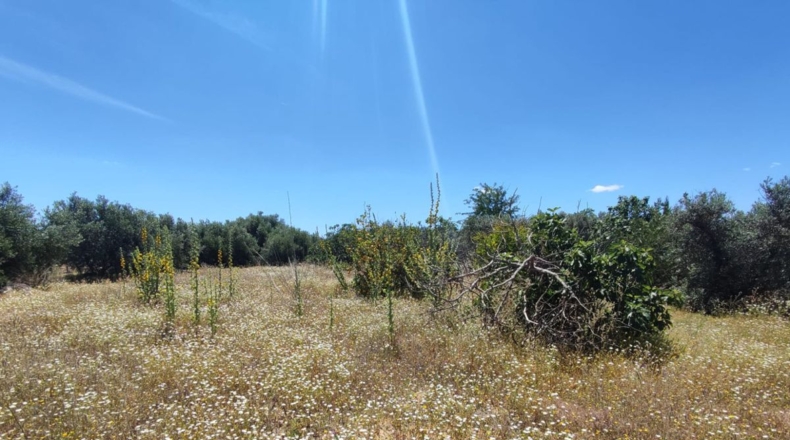 Sevilla - Marchena - 2000m2