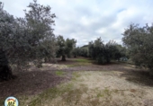 Chalet independiente con terreno en venta en La Puebla de Cazalla ref: TR372891 foto