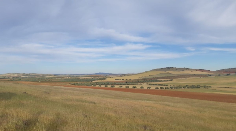 Ciudad Real - Valdepeñas - 27453m2
