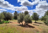 Finca rústica en venda a Valdepeñas ref.: TR13504 foto