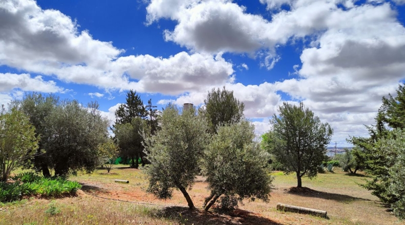 Ciudad Real - Valdepeñas - 10000m2
