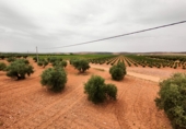 Non-developable land for sale in Valdepeñas ref: TR53106 photo
