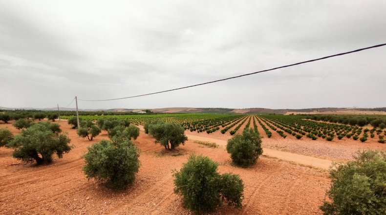 Ciudad Real - Valdepeñas - 10000m2
