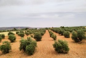 Valdepeñas 10000&nbsp;m² 