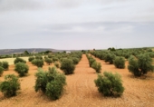 Non-developable land for sale in Valdepeñas ref: TR53106 photo