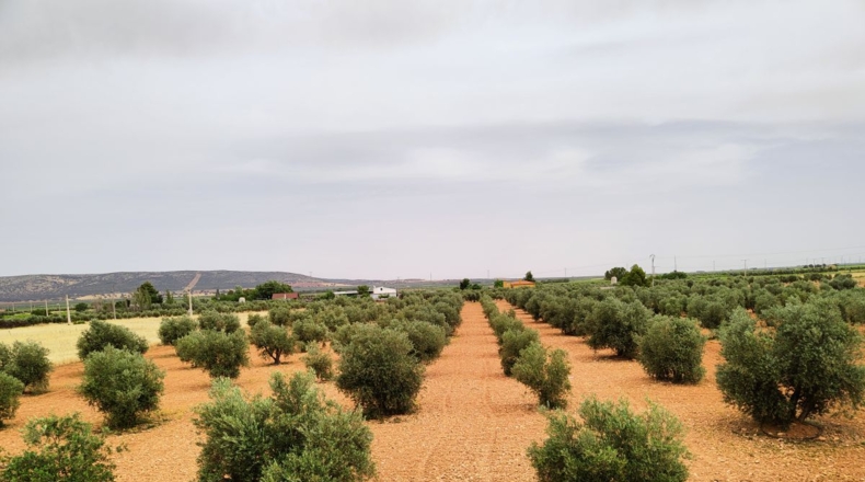 Ciudad Real - Valdepeñas - 10000m2