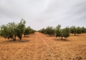 Non-developable land for sale in Valdepeñas ref: TR110824 photo