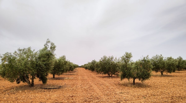 Ciudad Real - Valdepeñas - 50000m2