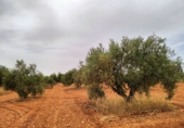 Non-developable land for sale in Valdepeñas ref: TR110824 photo