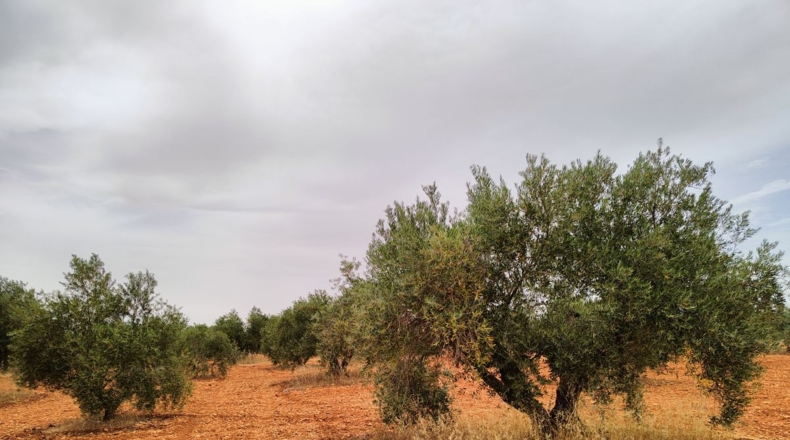 Ciudad Real - Valdepeñas - 50000m2