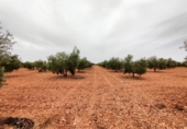 Non-developable land for sale in Valdepeñas ref: TR110824 photo